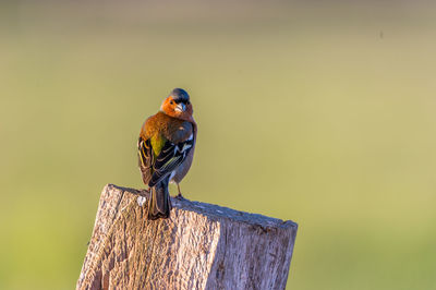 Close-up of songbird perching on wooden post
