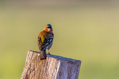 Close-up of bird perching on wooden post