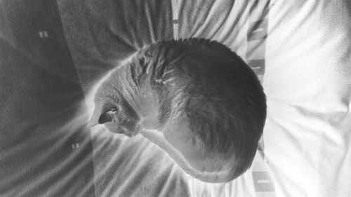 Close-up of cat on bed