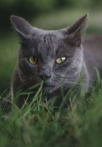 Close-up portrait of cat on grass