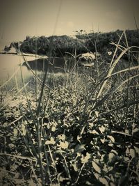 Close-up of plants growing on land against sky