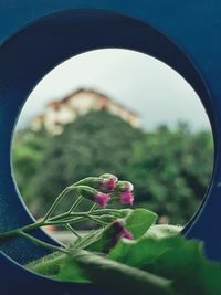 Close-up of plant against sky