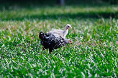 Bird in a field