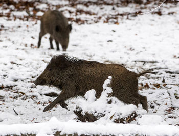 Pigs on snow field