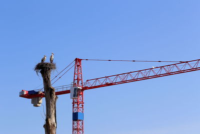 Low angle view of storks in next by crane against clear sky