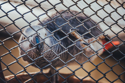 Close-up of chainlink fence in cage