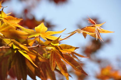 Close-up of yellow maple leaves