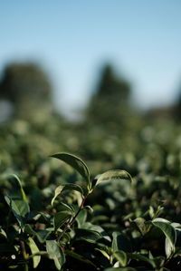 Close-up of plant growing on field