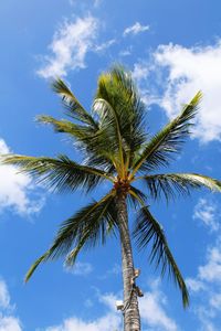 Low angle view of palm tree against blue sky