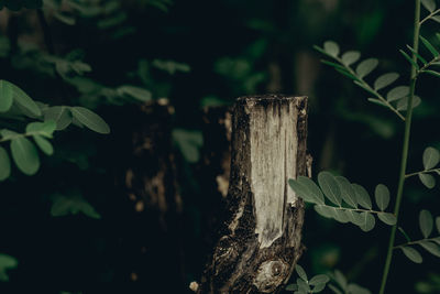 Close-up of wooden post on tree stump