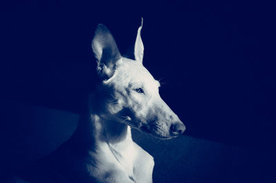 Close-up of dog looking away against black background