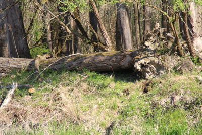 View of a forest