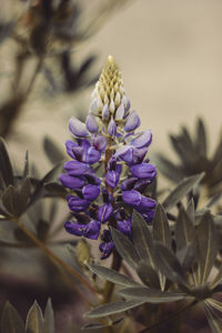 Close-up of purple lavender flowers