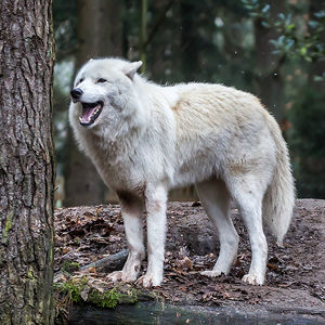 Close-up of wolf standing in forest