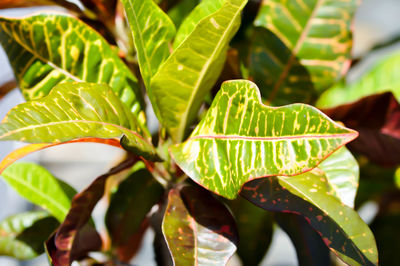 Close-up of fresh green leaves