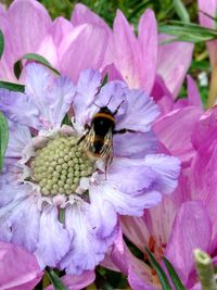 Close-up of bee on flower