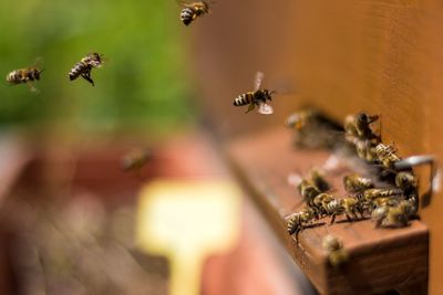 Close-up of bee flying