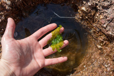 High angle view of person holding grass in water