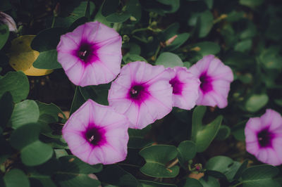 Close-up of pink flowering plants