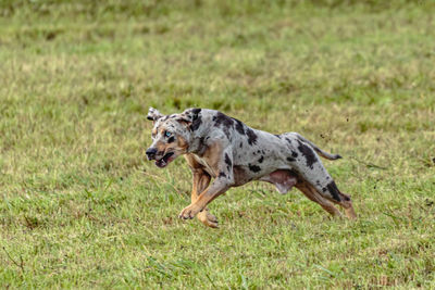 Catahoula leopard dog running in and chasing coursing lure on field