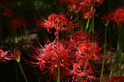 Close-up of red flowering plant