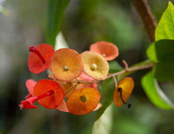 Close-up of fruits growing on tree