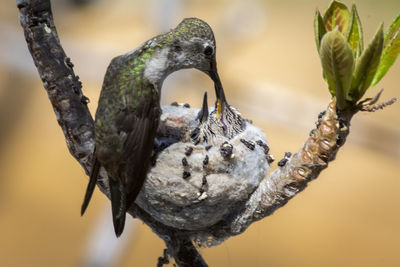 Close-up of bird perching on branch