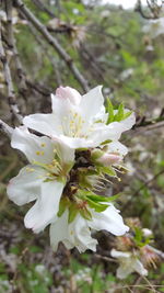 Close-up of white flowers blooming on tree