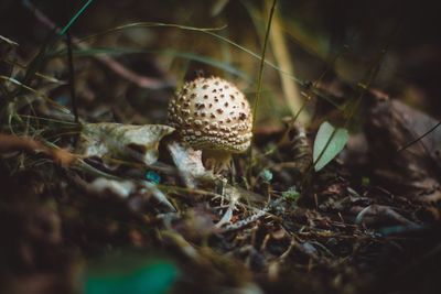 Close-up of fly agaric mushroom