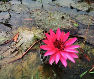 High angle view of pink lotus water lily in lake