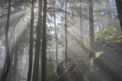 Sunlight streaming through trees in forest