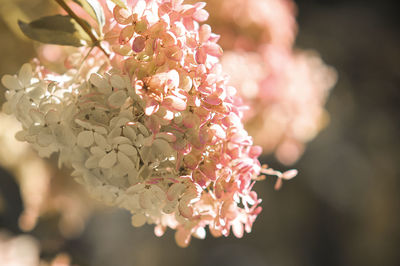 Lush white and pink flower on a branch blooms in the sun