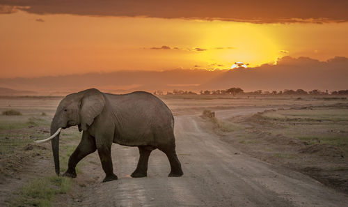 Elephant drinking water