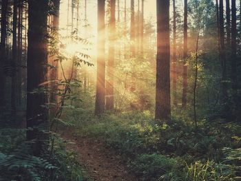 Sunrays in the forest