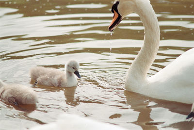 Swans swimming in lake