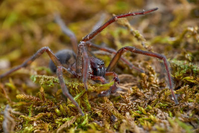 Close-up of spider on plant