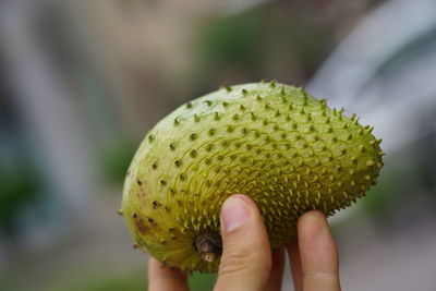 Close-up of hand holding fruit