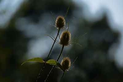 Close-up of thistle