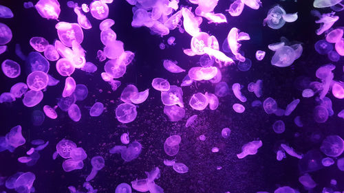 Full frame shot of jelly fish in water against illuminated lights