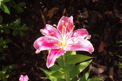 Close-up of pink flower