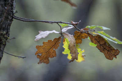 Close-up of dried leaves