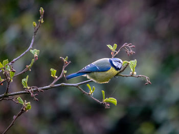 Close-up of bird perching on branch snacking on leaves. cyanistes caeruleus
