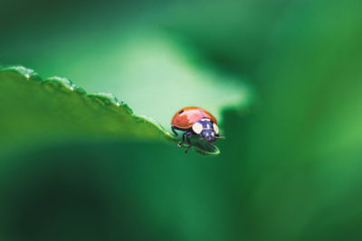 Close-up of ladybug on leaf