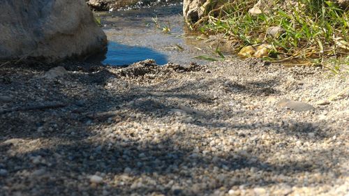 Close-up of shore