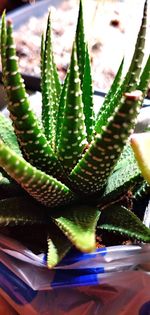 Close-up of succulent plant