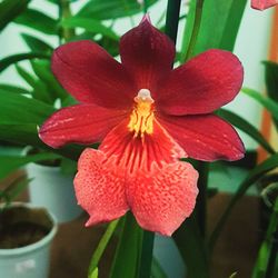 Close-up of red flowering plant