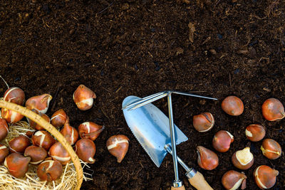 Tulip bulbs planting background. fall tulips planting and gardening flat lay still life.