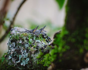 Close-up of bird perching on leaf