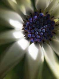 Close-up of purple flower