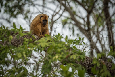 Low angle view of bird perching on tree